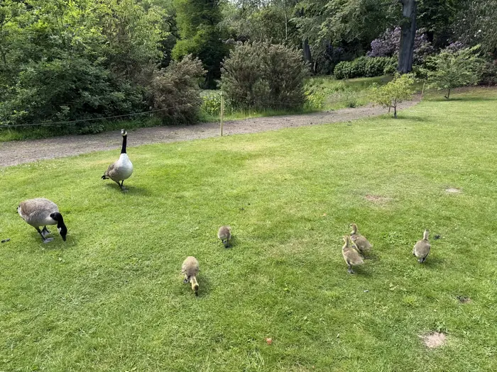 Canada geese and their goslings crossing the lawn.