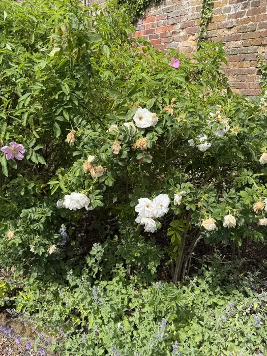 White roses against the old brick of the kitchen-garden wall.